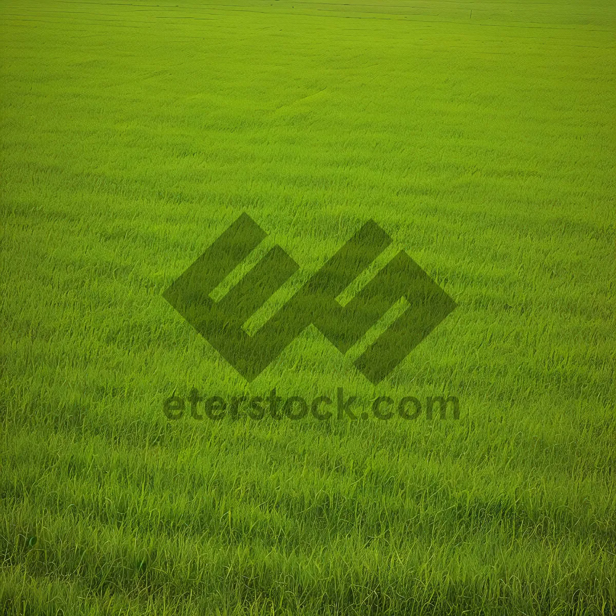 Picture of Vibrant Spring Meadow with Lush Green Grass