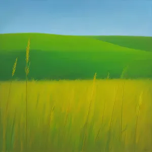 Golden Wheat Fields under a Sunny Sky