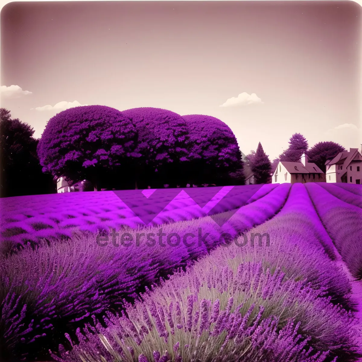 Picture of Vibrant Blossoms in Lavender Field