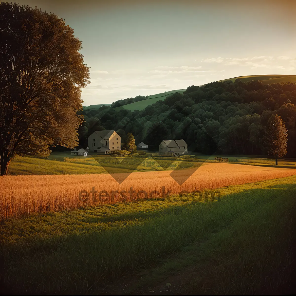 Picture of Golden Meadow at Sunset in Rural Farming Landscape