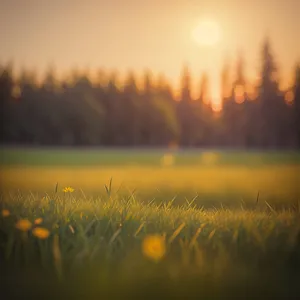 Golden Horizon of Serene Countryside