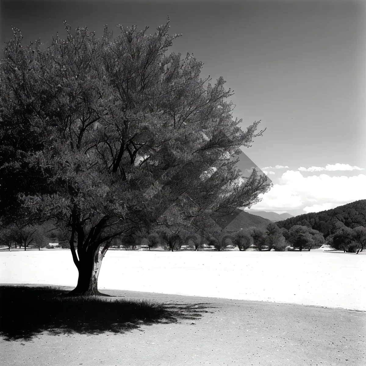 Picture of Wintry Wonderland: Serene Winter Landscape with Snow-Covered Trees