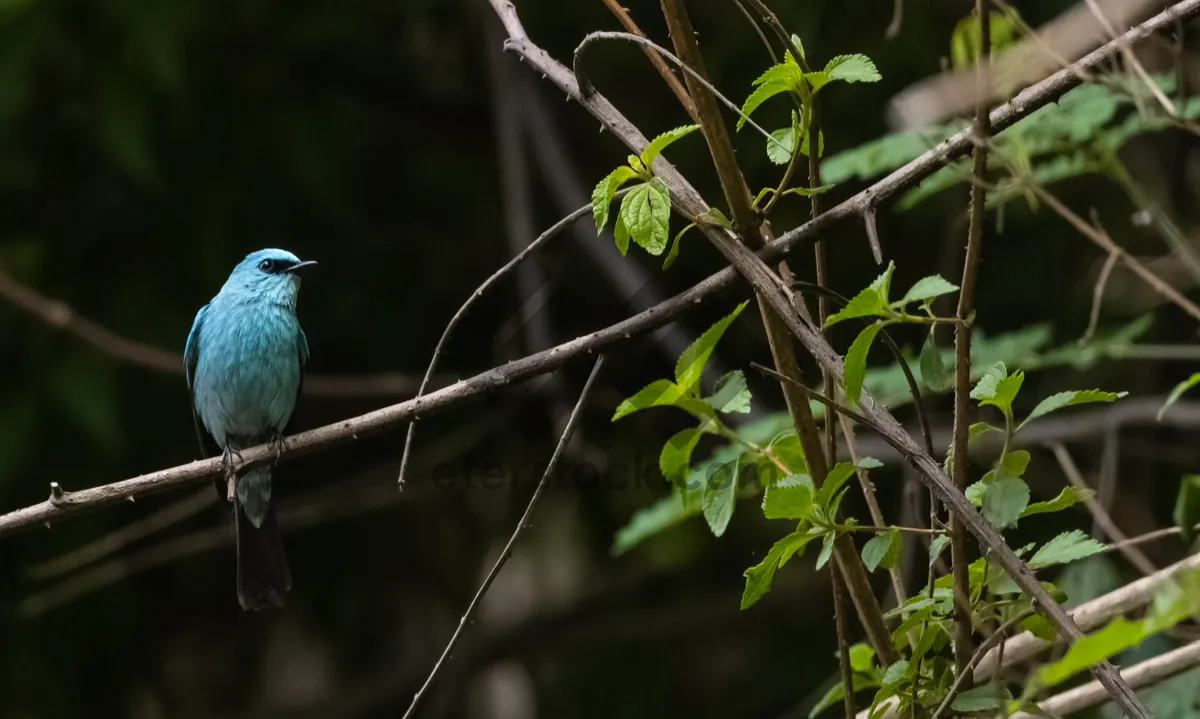 Picture of Indigo Bunting perched on tree branch in forest.