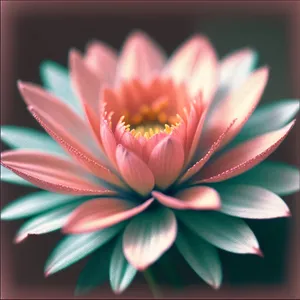 Pink Lotus Bloom in Summer Garden