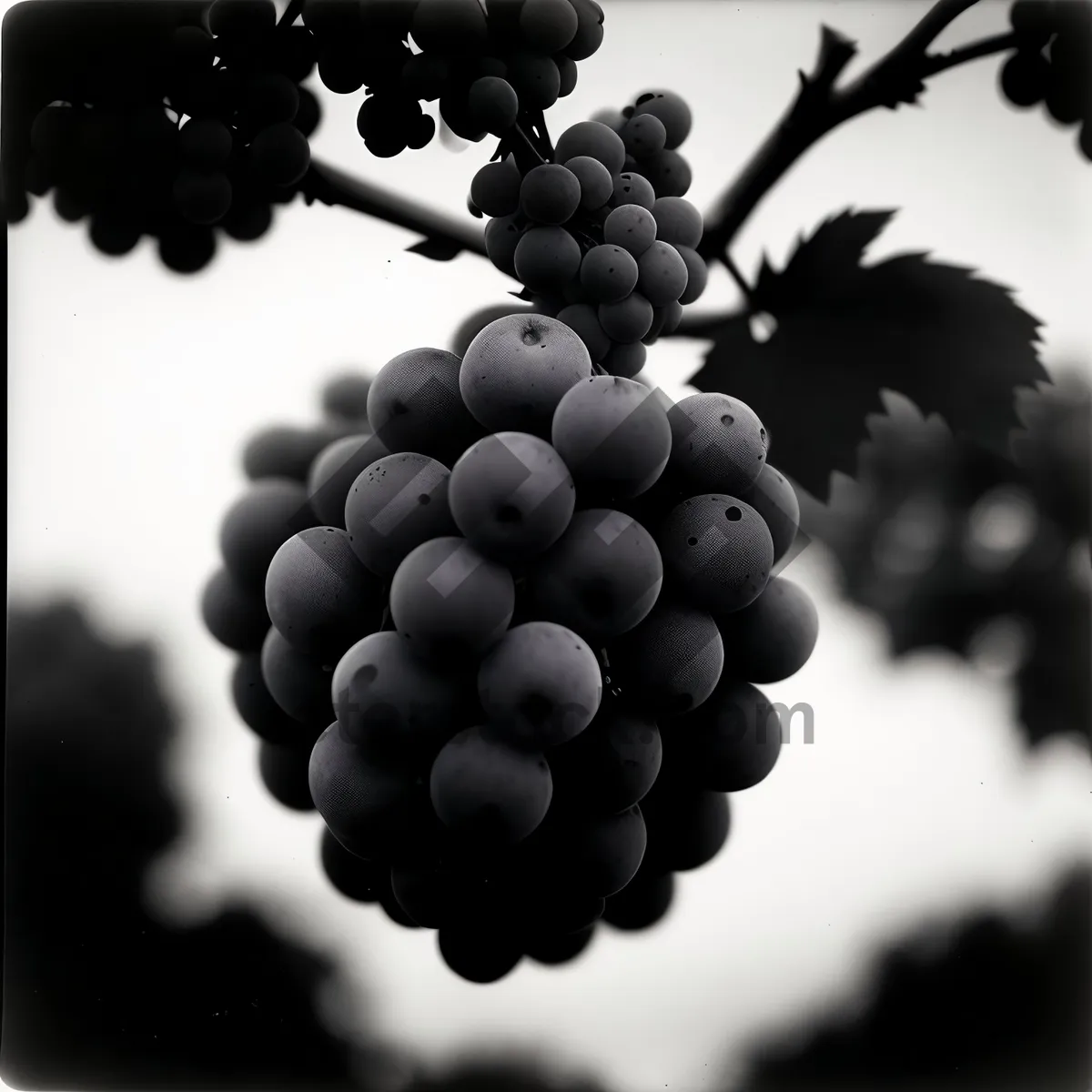 Picture of Vibrant Harvest: Ripe, Juicy Grapes in a Vineyard