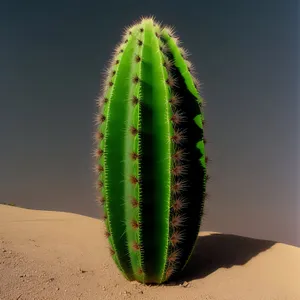 Closeup View of Aloe Leaf: Cactus Plant Botany