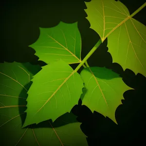 Vibrant Maple Tree Leaves in Lush Forest