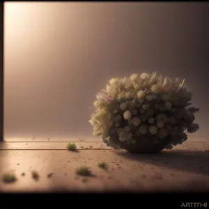 Close-up of Edible Sea Urchin on Cactus Plant