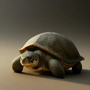 Terrapin Tortoise: Majestic Reptile in Protective Shell