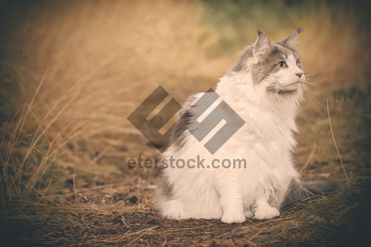 Picture of Adorable white kitten with curious eyes and fluffy fur.