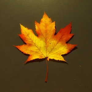 Vibrant Autumn Maple Leaf Pattern