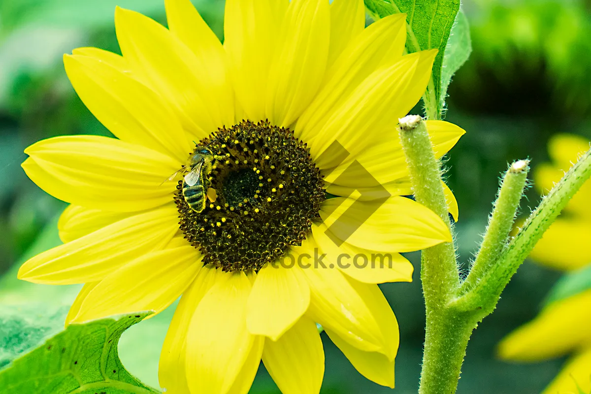 Picture of Vibrant Blooming Sunflower in Sunny Field