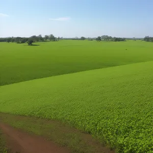 Vibrant Rural Soybean Field Under Clear Sky