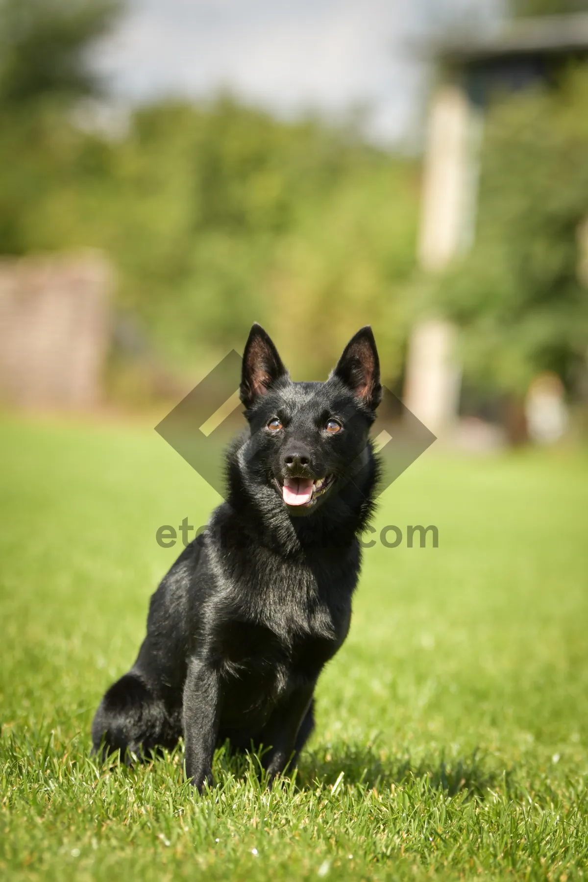 Picture of Attentive Black German Shepherd Puppy Portrait