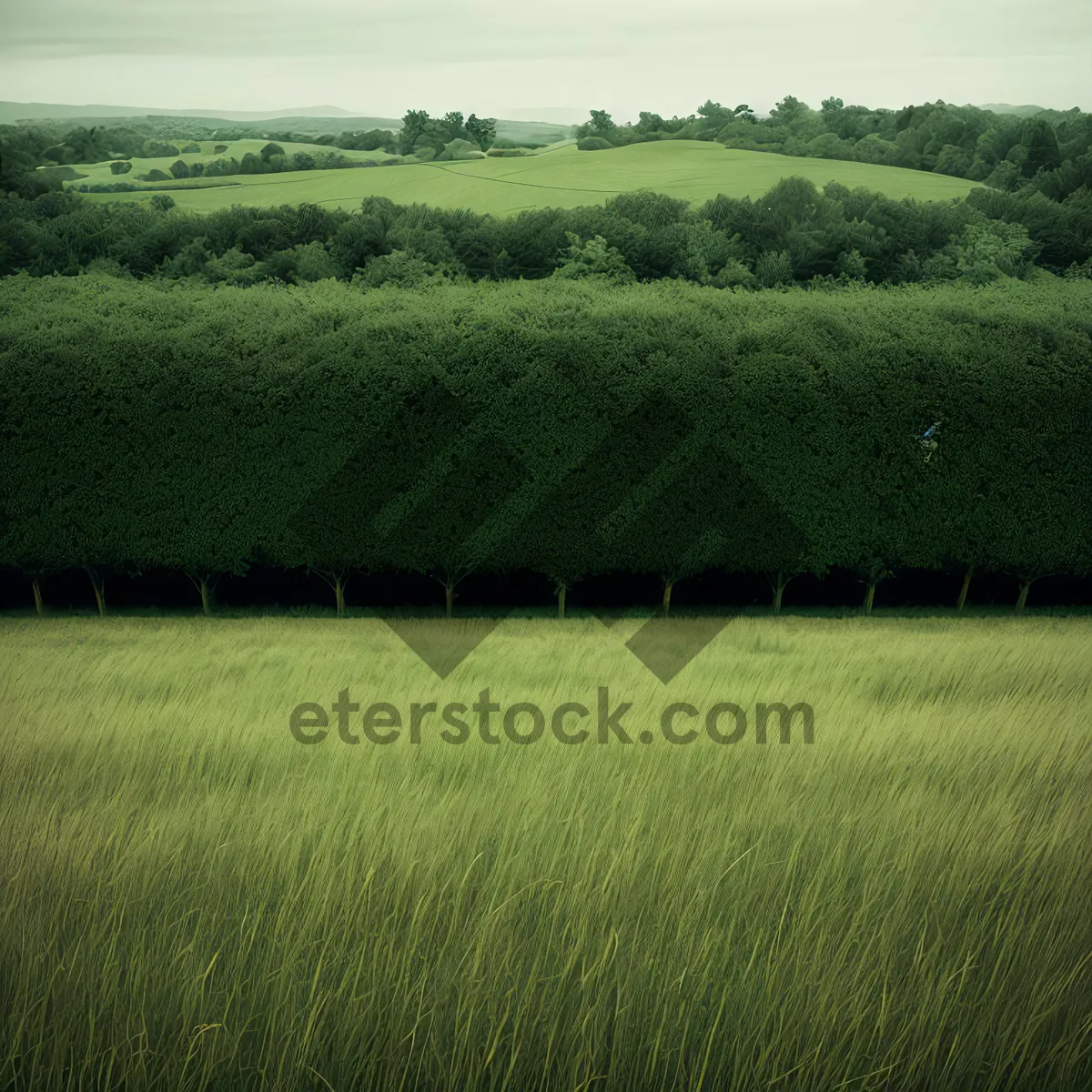 Picture of Vibrant Field of Soybeans Under Clear Skies