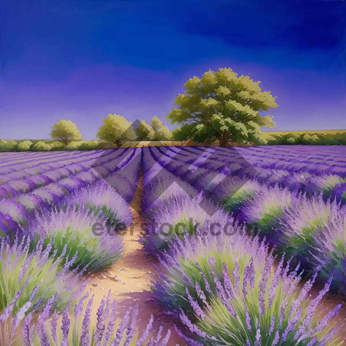 Picture of Serene Lavender Field under Blue Sky