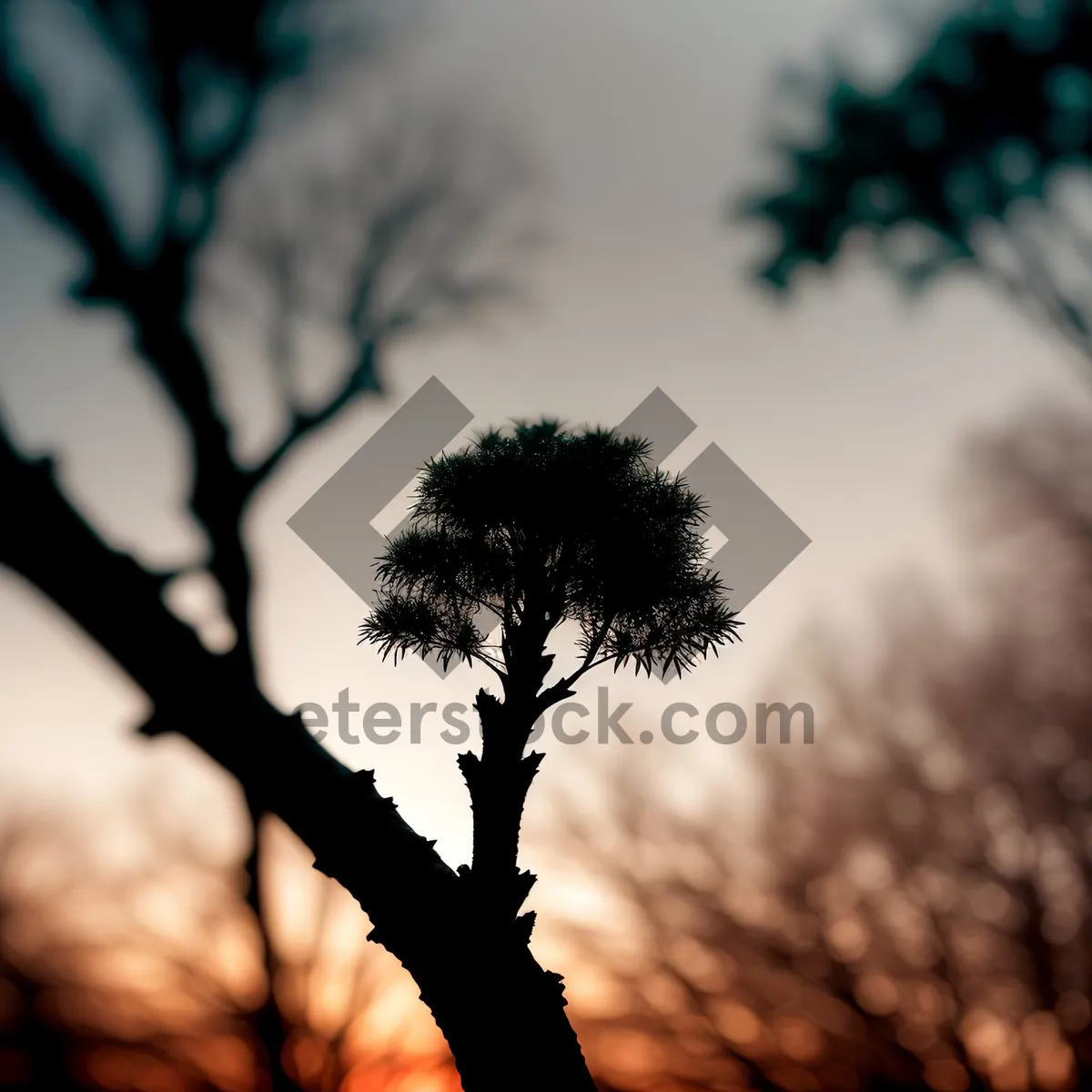 Picture of Majestic Sunset Silhouette in Tranquil Forest