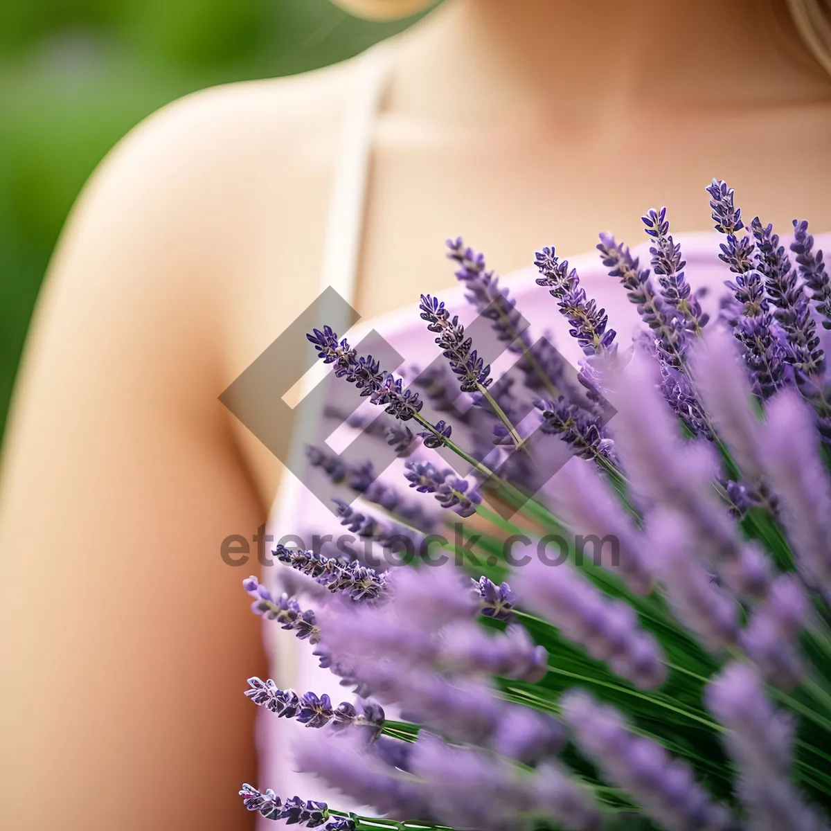 Picture of Lavender Field: A Fragrant Summer Garden