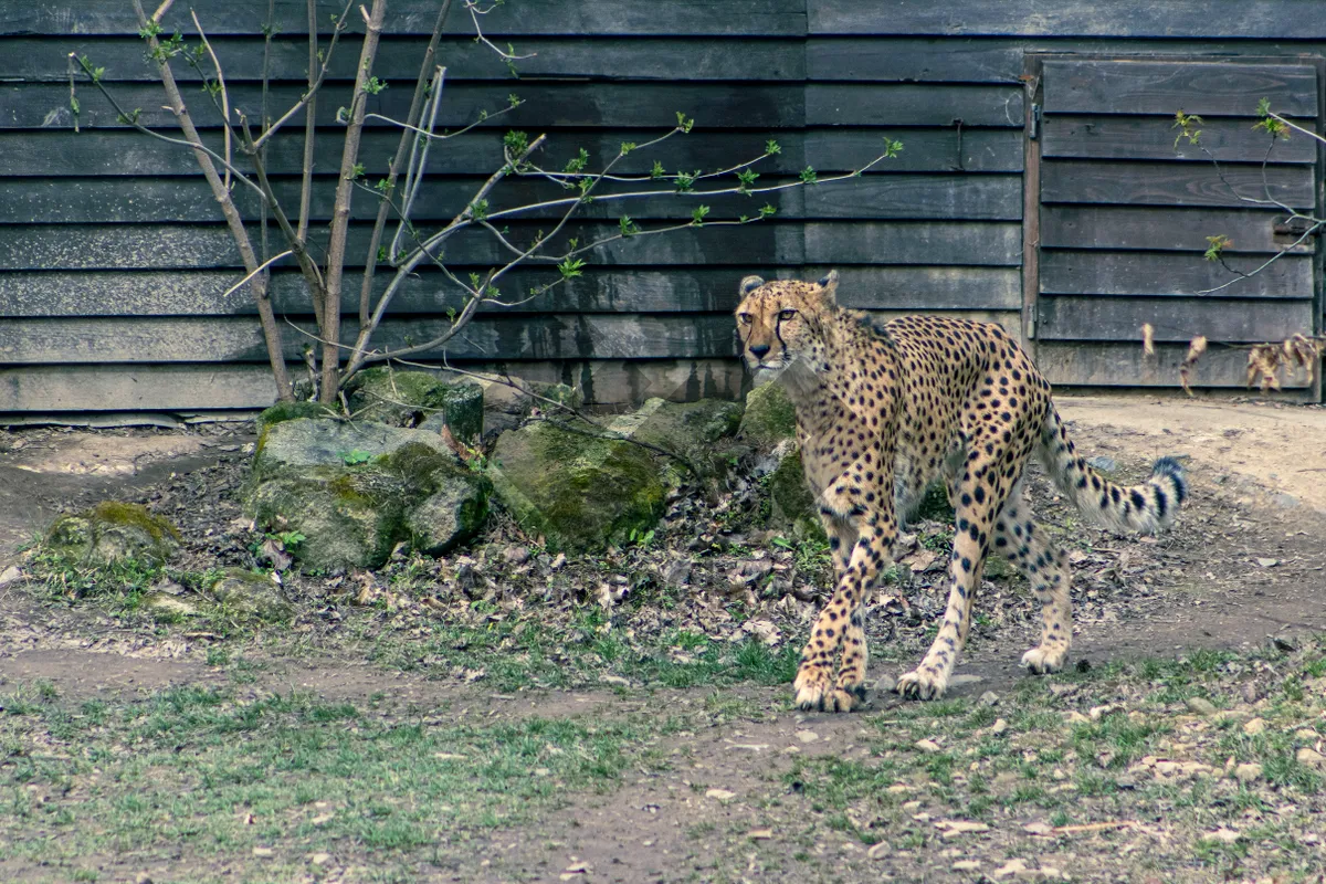 Picture of Wild Cat in Grassland Park Safari Reserve