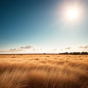 Serenity in the Desert: Sun-kissed Sand Dunes at Sunset