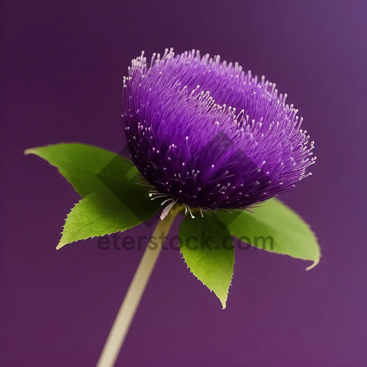 Picture of Vibrant Blooming Clover in Floral Garden