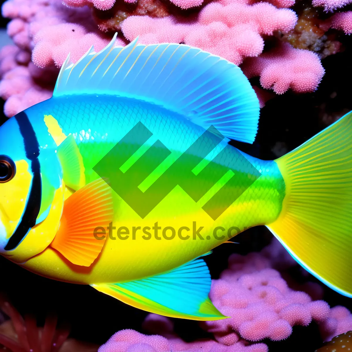 Picture of Vibrant Marine Life: Colorful Exotic Fish in Saltwater Aquarium.
