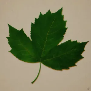 Vibrant Leafy Foliage in a Summer Garden