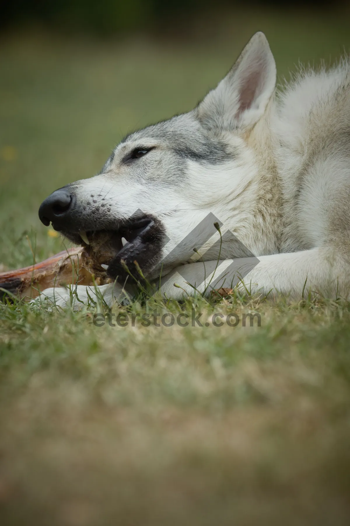 Picture of Fluffy Malamute Puppy with Soulful Eyes