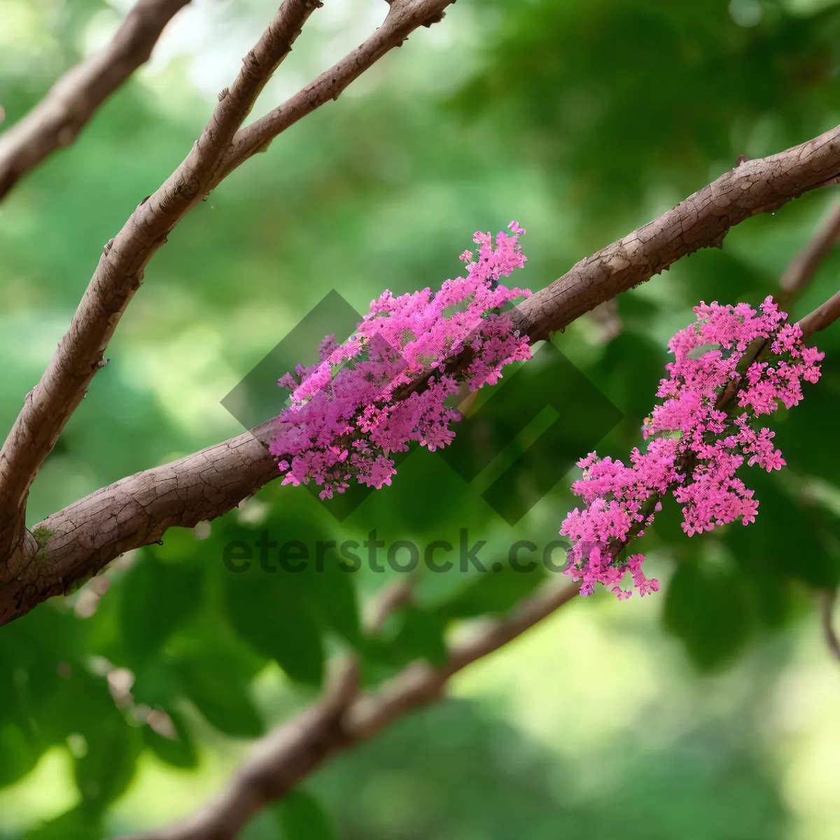 Picture of Blossoming Spirea Shrub in Vibrant Pink