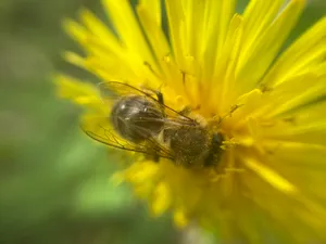 A bee collects pollen on a flower