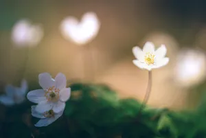 Fresh floral closeup of false rue anemone blossom