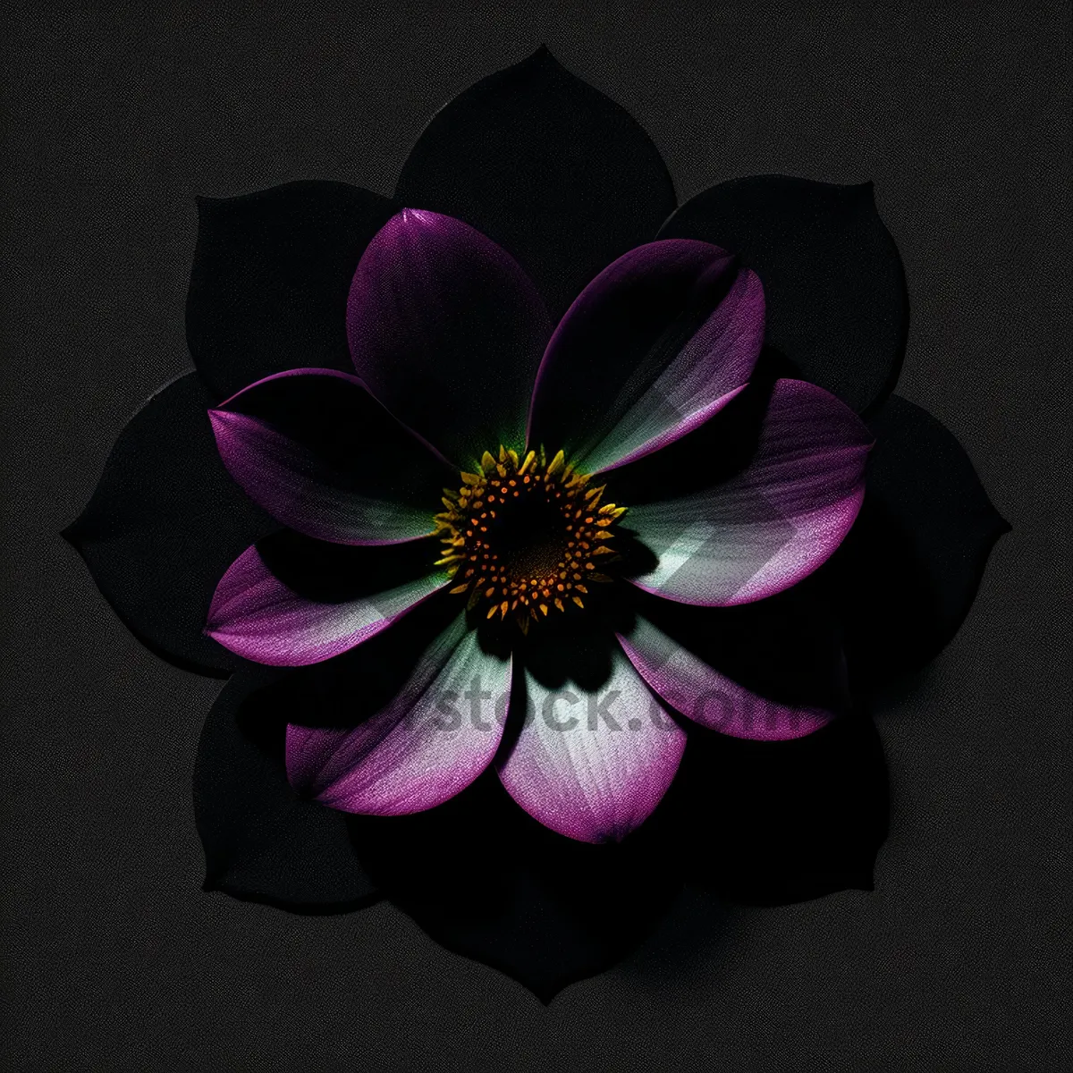 Picture of Pink Daisy Blossom in a Vibrant Flora Garden