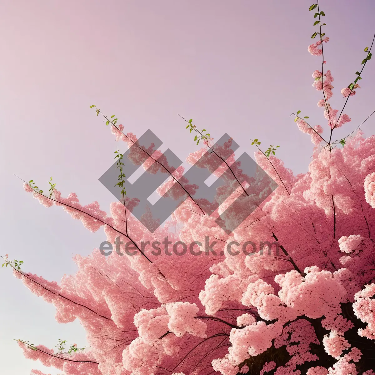 Picture of Blooming Rhododendron Shrub in Vibrant Pink