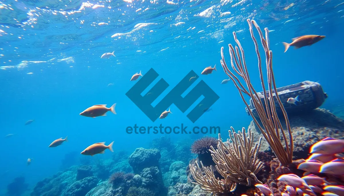 Picture of Vibrant tropical fish swimming among colorful coral reef colony.