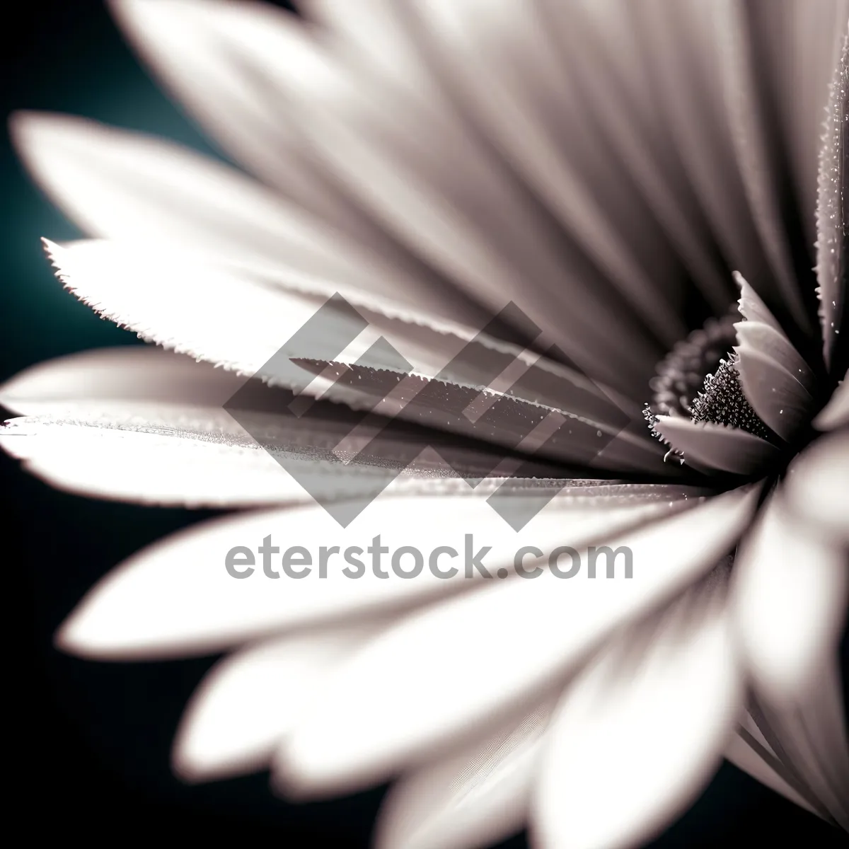 Picture of White Petal Quill on Open Book