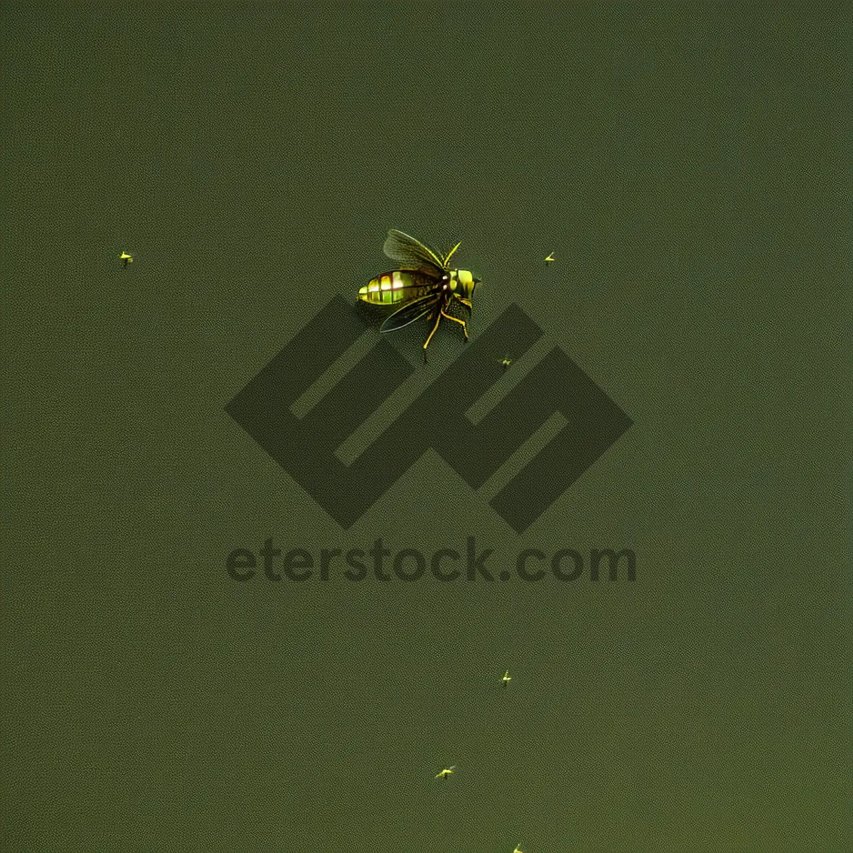 Picture of Garden Spider weaving intricate web on leaf.