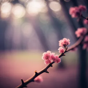 Pink Spirea Blossom in Vibrant Spring Garden