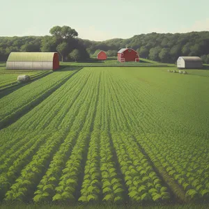 Idyllic Rural Farm Landscape with Soybean Field