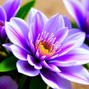 Vibrant Purple Water Violet Flower Blossom