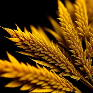 Golden Harvest in a Rural Cornfield