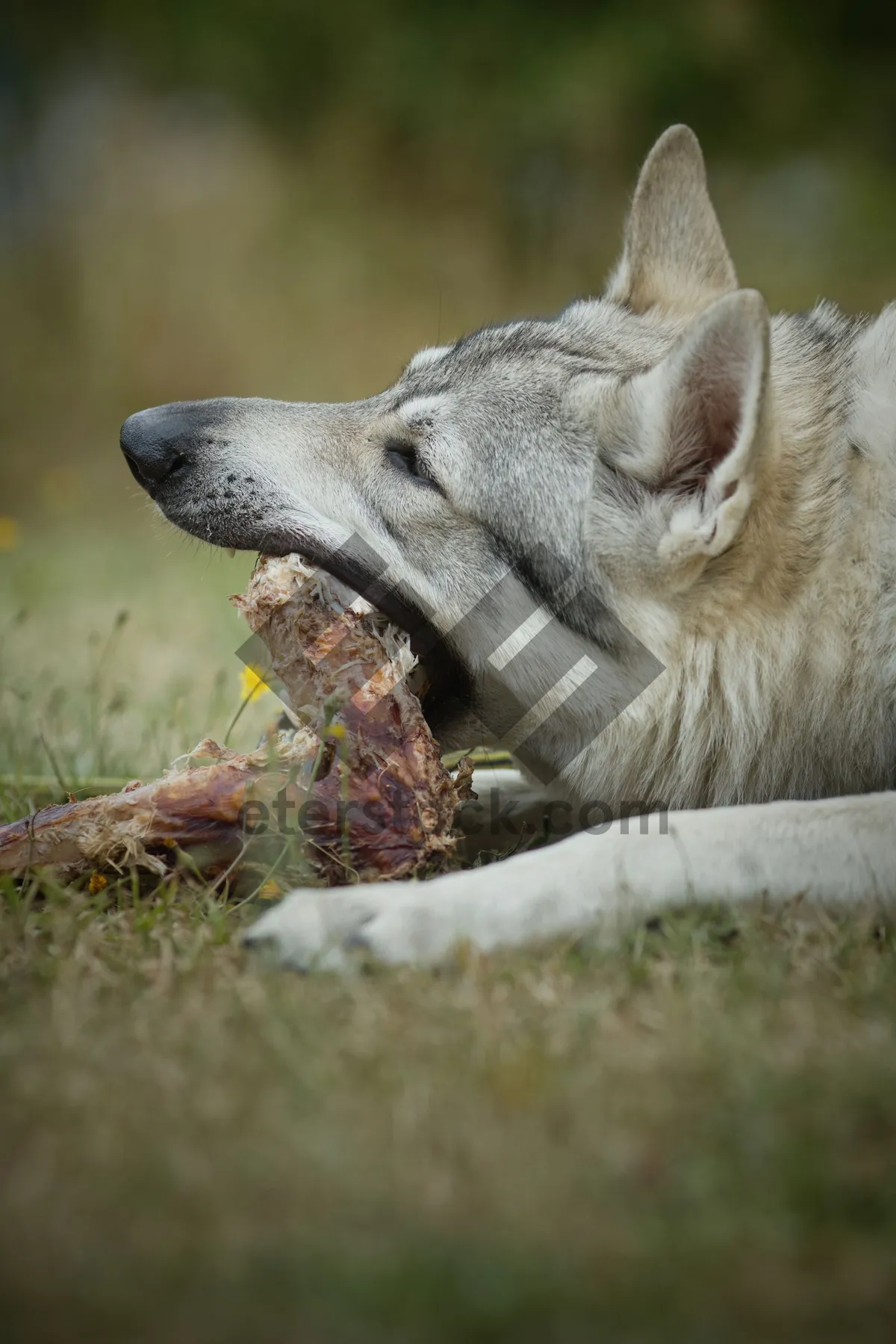 Picture of Wild Wolf with Piercing Eyes