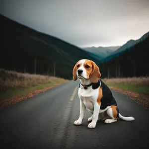 Adorable Beagle Hound Puppy - Purebred Canine Friend
