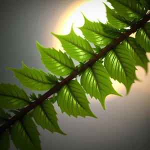 Vibrant Foliage in Lush Forest