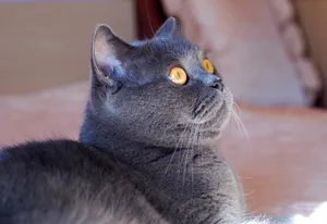 Cute Gray Tabby Kitten with Playful Eyes