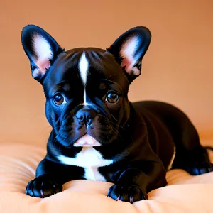 Cute Boxer Bulldog Puppy with Wrinkles