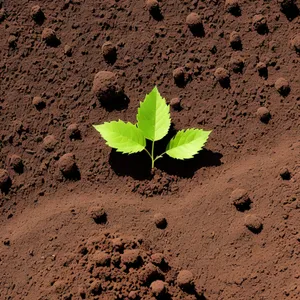 Leafy Green Texture on Sandy Beach"
(Note: The given tags have been used to generate the requested short name for the image.)