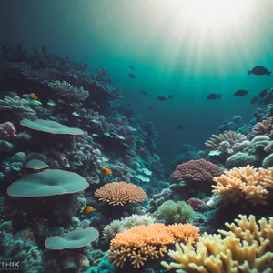 Colorful Coral Reef Underwater Exploration