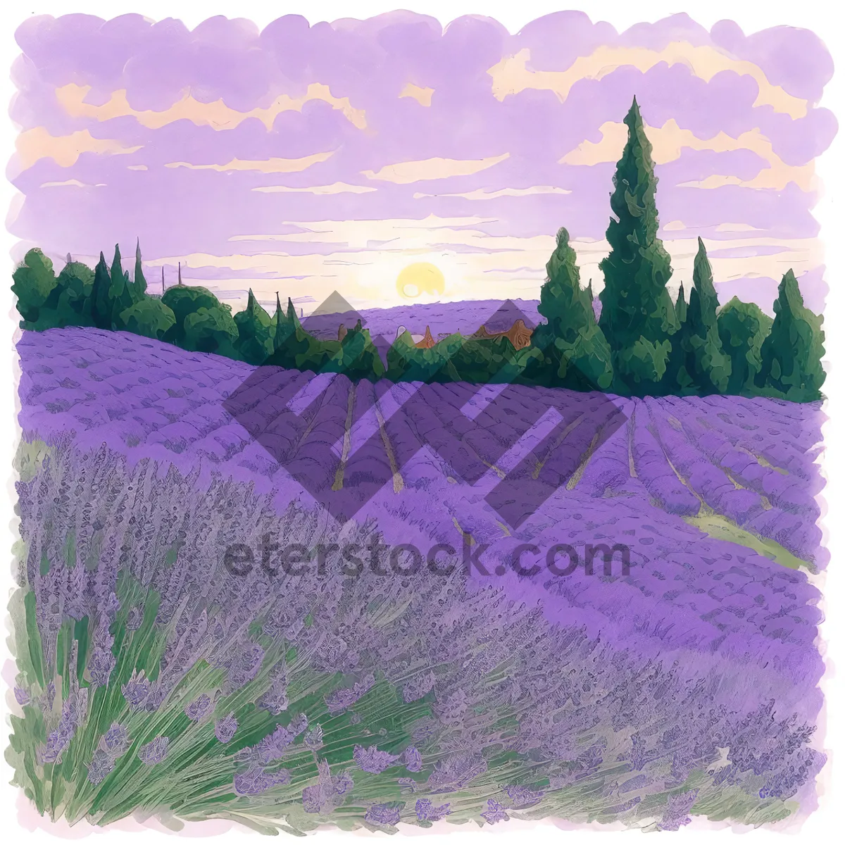 Picture of Lavender Field in Purple Blooms