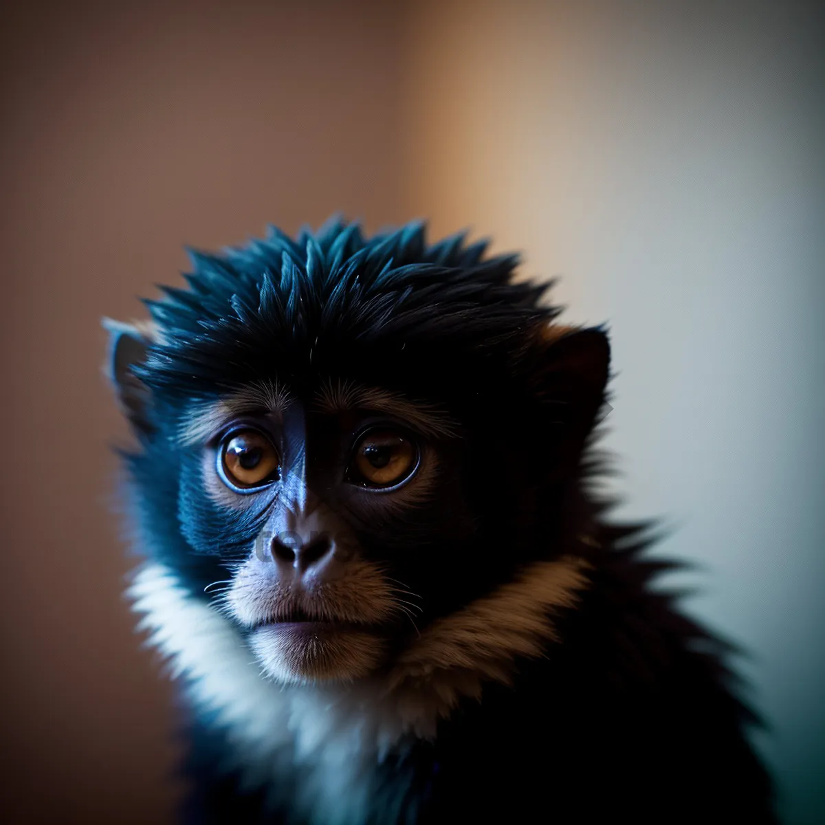 Picture of Adorable black monkey with penetrating eyes