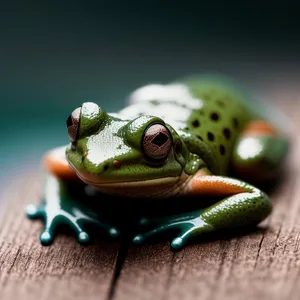 Vibrant-eyed Tree Frog Camouflaged on Leaf